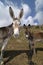 Donkeys , Equus africanus asinus