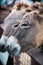 Donkeys face closeup in a Farm