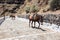 Donkeys going up stairs in Santorini, Greece