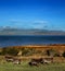 Donkeys graze on a field in County Kerry, Ireland