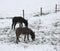 Donkeys graze icy grass in winter with snow