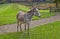 Donkeys grazing at Bodenham Arboretum Worcestershire