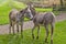 Donkeys grazing at Bodenham Arboretum Worcestershire