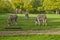 Donkeys grazing at Bodenham Arboretum Worcestershire