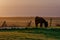 Donkeys grazing in farm during sunset Uphill Weston Super Mare