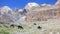 Donkeys grazing in the mountains. Pamir. Tajikist