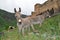 Donkeys are grazing near the fortress Khertvisi