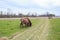 Donkeys grazing on pasture, domestic animal , Balkan donkey, nature landscape, livestock, spring day