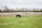 Donkeys grazing on pasture, domestic animal , Balkan donkey, nature landscape, livestock, spring day