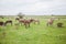 Donkeys grazing on pasture, domestic animal , Balkan donkey, nature landscape, livestock, spring day