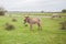 Donkeys grazing on pasture, domestic animal , Balkan donkey, nature landscape, livestock, spring day