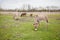 Donkeys grazing on pasture, domestic animal , Balkan donkey, nature landscape, livestock, spring day