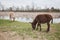 Donkeys grazing on pasture, domestic animal , Balkan donkey, nature landscape, livestock, spring day