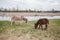 Donkeys grazing on pasture, domestic animal , Balkan donkey, nature landscape, livestock, spring day