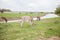 Donkeys grazing on pasture, domestic animal , Balkan donkey, nature landscape, livestock, spring day