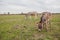 Donkeys grazing on pasture, domestic animal , Balkan donkey, nature landscape, livestock, spring day