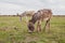 Donkeys grazing on pasture, domestic animal , Balkan donkey, nature landscape, livestock, spring day