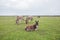 Donkeys grazing on pasture, domestic animal , Balkan donkey, nature landscape, livestock, spring day