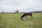 Donkeys grazing on pasture, domestic animal , Balkan donkey, nature landscape, livestock, spring day