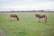 Donkeys grazing on pasture, domestic animal , Balkan donkey, nature landscape, livestock, spring day