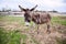 Donkeys grazing on pasture, domestic animal , Balkan donkey, nature landscape, livestock, spring day