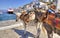 Donkeys on Greek island