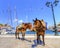 Donkeys on Greek island