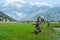 Donkeys on the highland meadow.