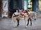 Donkeys on Hydra in Greece