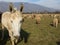 Donkeys with long ears in the middle of the sheep herd