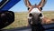 donkeys look in the car window. curious animals graze in the field. expressive eyes