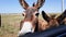 donkeys look in the car window. curious animals graze in the field. expressive eyes