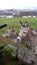 Donkeys looking for attention. Very small animals