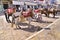 Donkeys the means of transport at Hydra island Greece