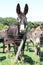 Donkeys beside metal cross line