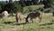 Donkeys on Mont Ventoux