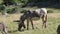 Donkeys on Mont Ventoux