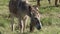 Donkeys on Mont Ventoux