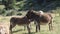 Donkeys on Mont Ventoux