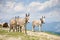 Donkeys in mountain
