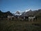 Donkeys mule herd idyllic alpine andes mountain panorama scenery in Cordillera Huayhuash Circuit Ancash Huanuco Peru