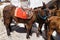 Donkeys and mules equipped with traditional bridles,Santorini,Gr