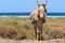Donkeys near the beach in Morro Jable, Fuerteventura- Canary Islands