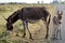 Donkeys in the New Forest