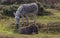 Donkeys in New Forest England