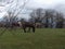 Donkeys are peacefully grazing on a field