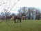 Donkeys are peacefully grazing on a field