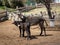 Donkeys in Pyongyang Central Zoo