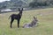 Donkeys resting on grass