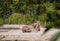 Donkeys resting in the zoo